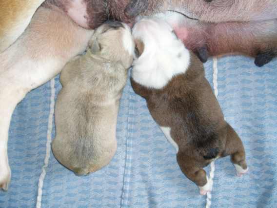 Puppies 2 hours after birth