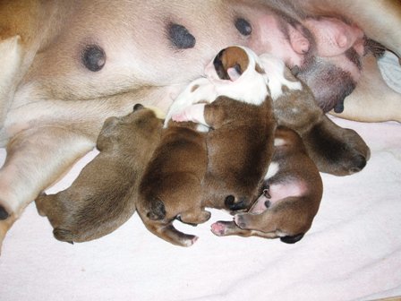 Puppies 2 hourt after birth