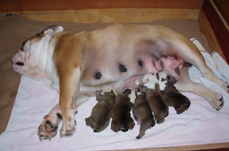 Puppies 2 hours after birth